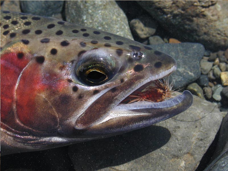 Fishing photograph from the original site