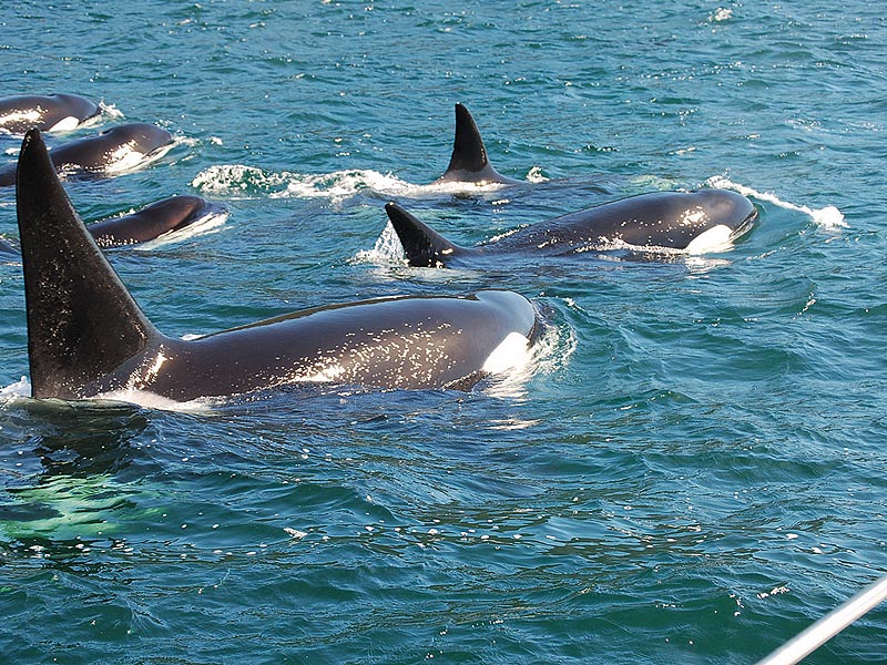 Orcas in a historical photograph from the original site