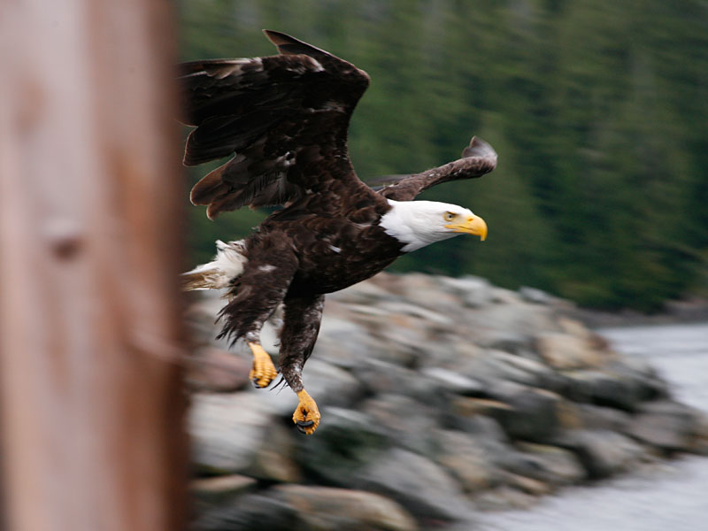 Bald eagle photograph